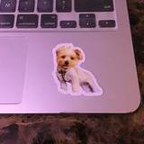 A's review of Dog Photo Stickers