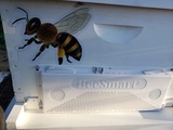 Ronn's review of Realistic Honey Bee Sticker