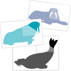 Walrus Stickers