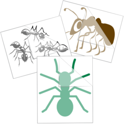 Ant Stickers