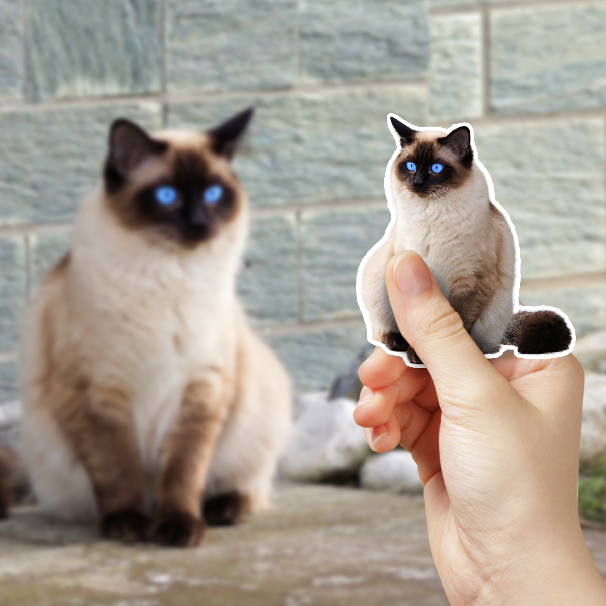 Siamese Cat Photo Sticker 